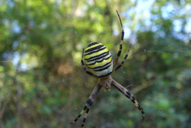 Argiope bruennichi
